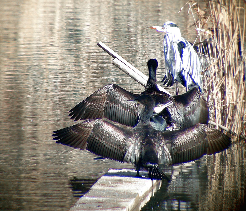 Cormorani - Phalacrocorax carbo